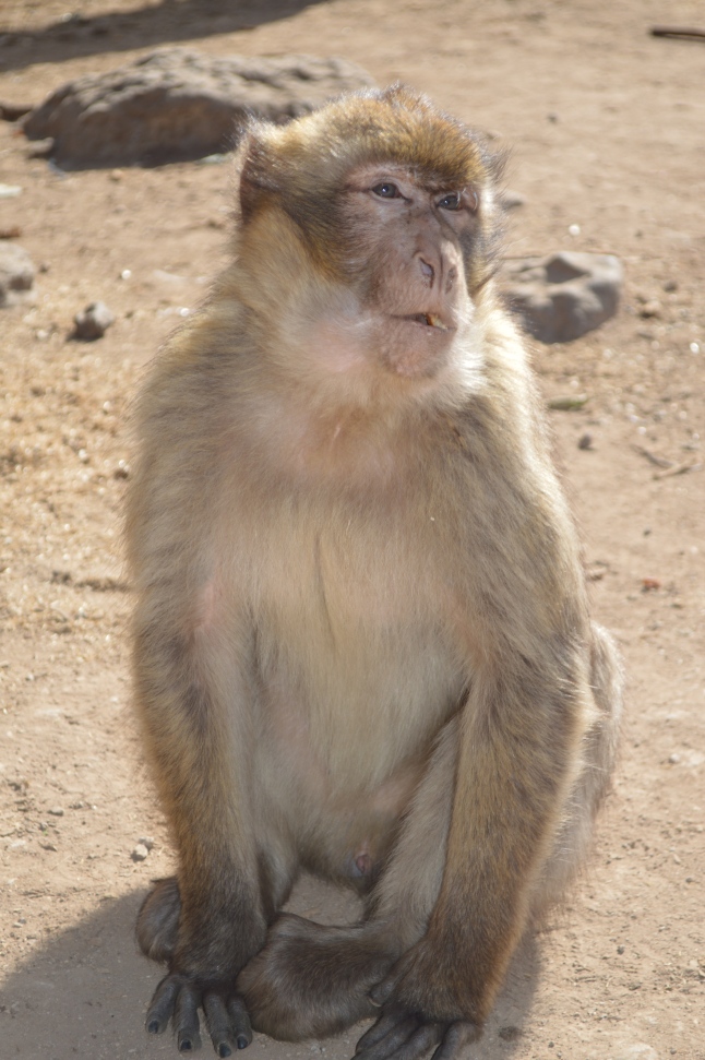 Monkey closeup