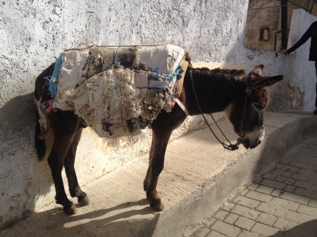 Poor donkeys are used to carry things into the medina