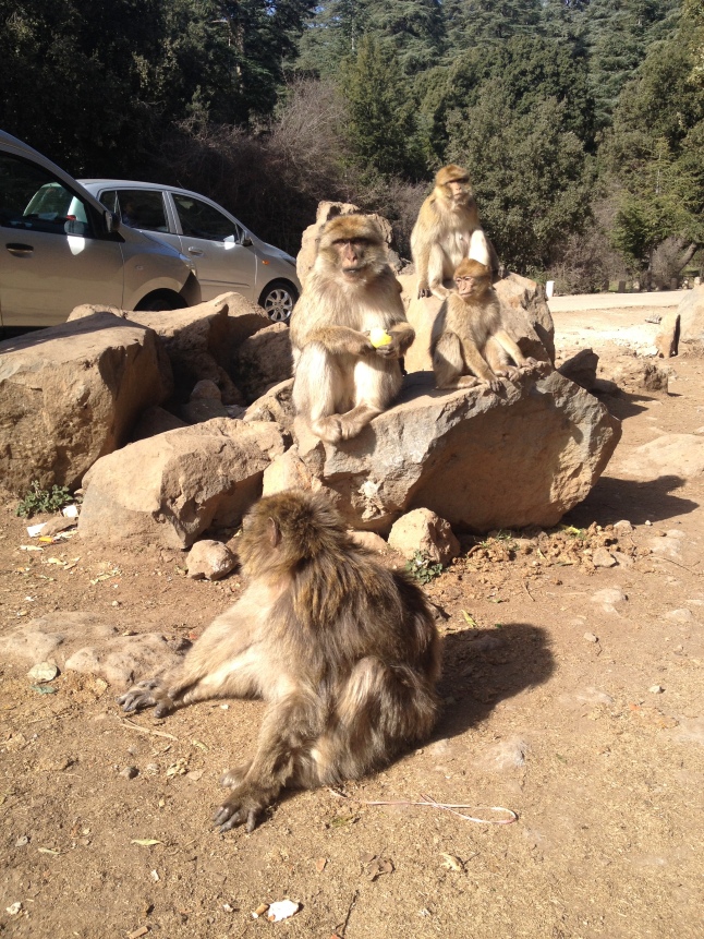 Monkeys hanging out by the side of the road