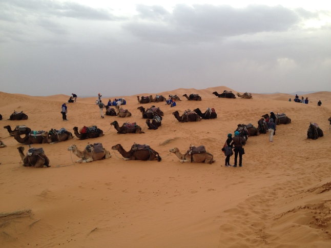 Many camels in the camp that evening