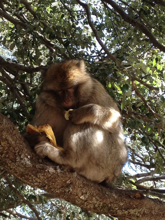 Hungry monkey eating Moroccan bread
